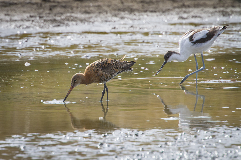 14 08 06 barge à queue noire 074